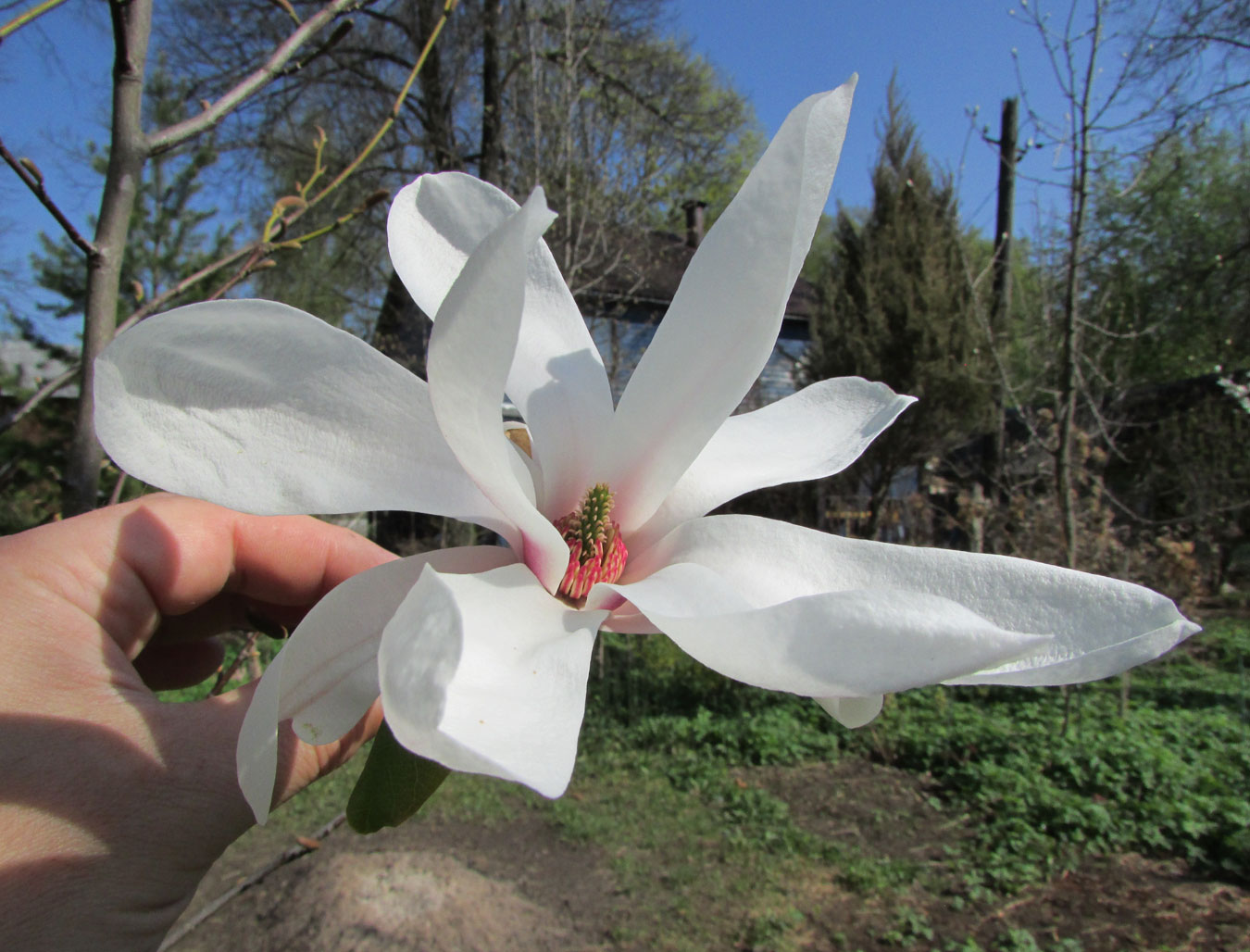 Image of Magnolia zenii specimen.