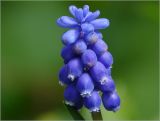 род Muscari