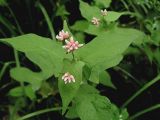 Truellum thunbergii