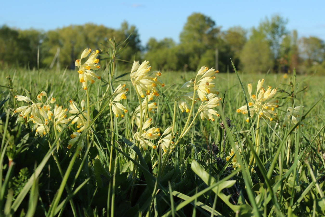Image of Primula veris specimen.