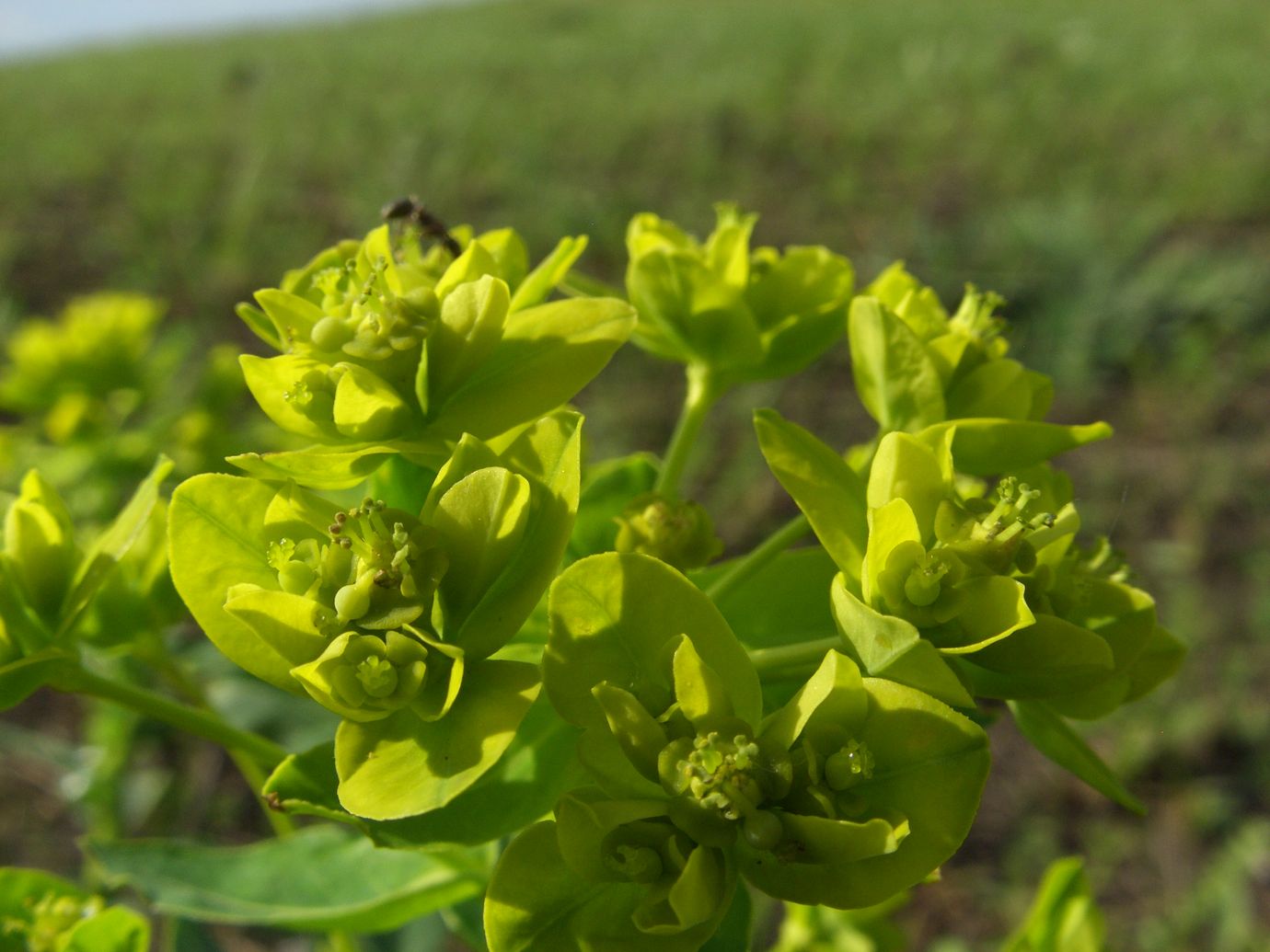 Изображение особи род Euphorbia.