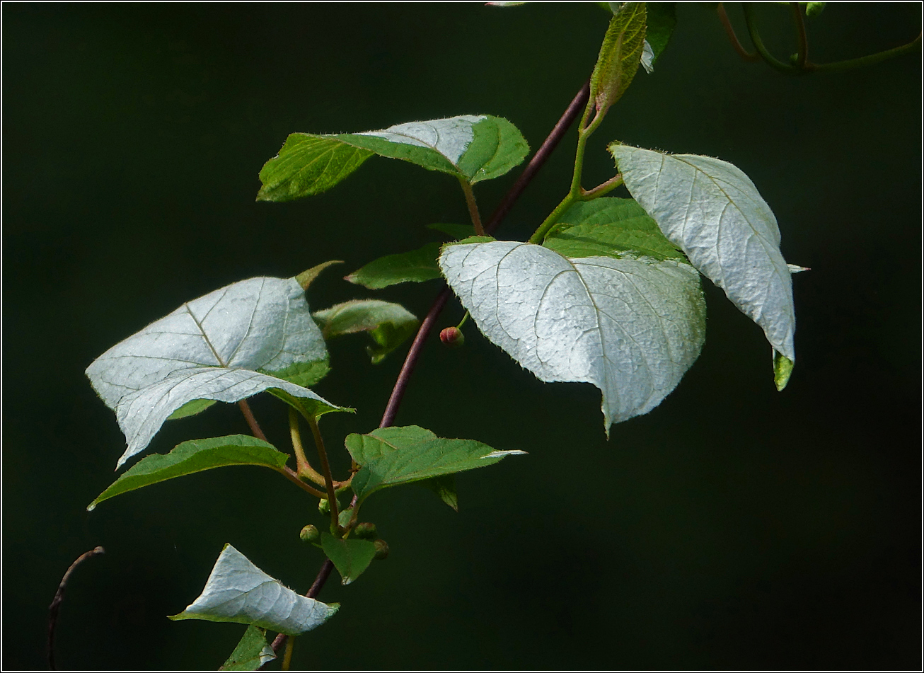 Image of Actinidia kolomikta specimen.