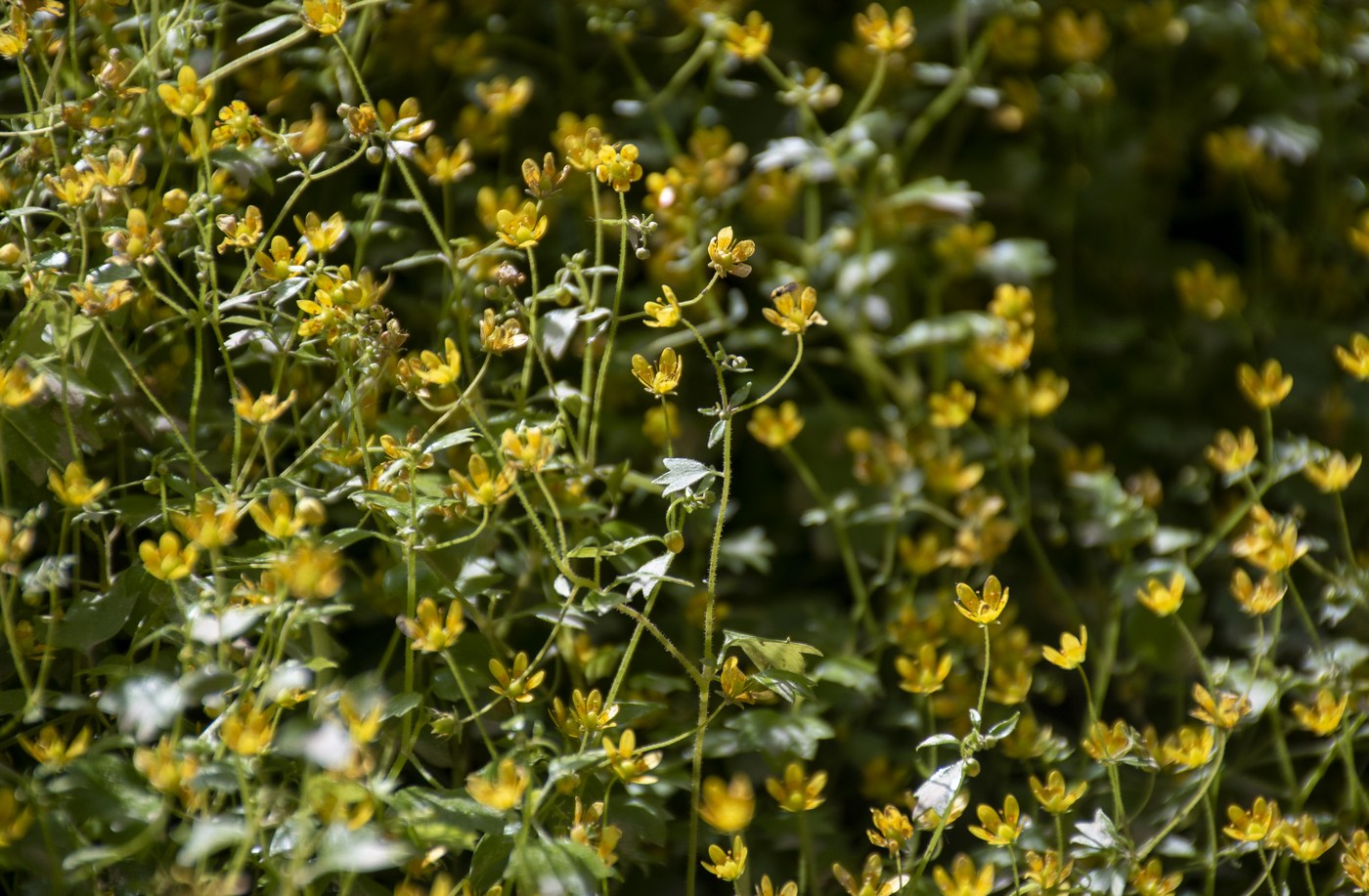 Image of Saxifraga cymbalaria specimen.