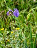 Iris setosa. Верхушка побега с цветком и плодом. Хабаровский край, р-н им. Полины Осипенко, долина р. Гремячий Лог, влажный луг. 18.07.2021.