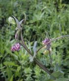 Lathyrus pisiformis. Верхушка цветущего растения. Пермский край, Кунгурский р-н, окр. дер. Дейково, окр. ур. Греховская гора, пойма р. Бабка, залежь. 04.06.2023.