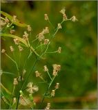 Conyza canadensis