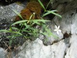 Moehringia umbrosa