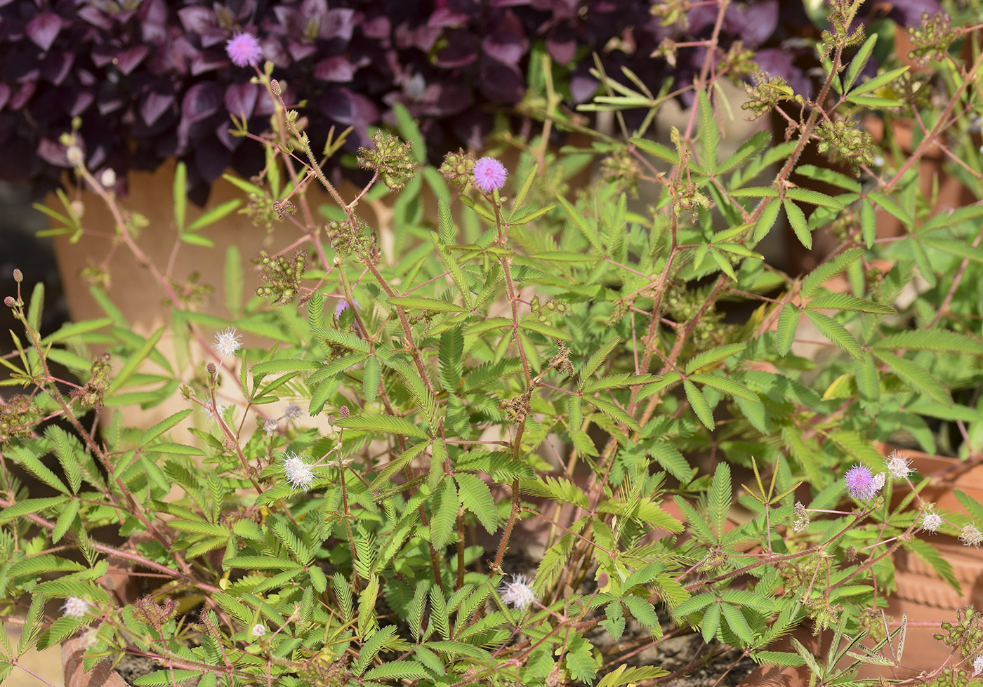 Изображение особи Mimosa pudica.