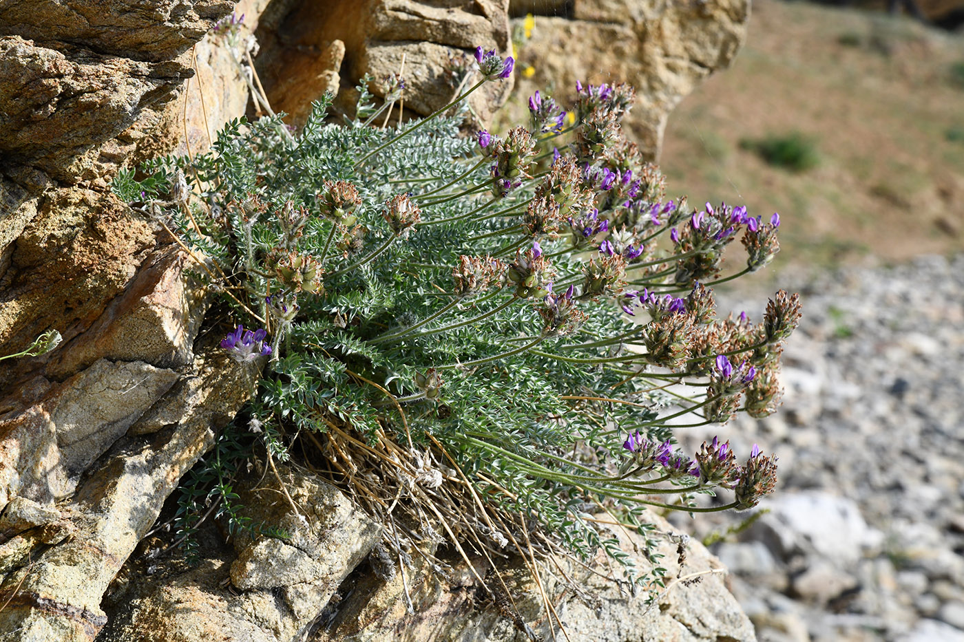 Image of Oxytropis turczaninovii specimen.