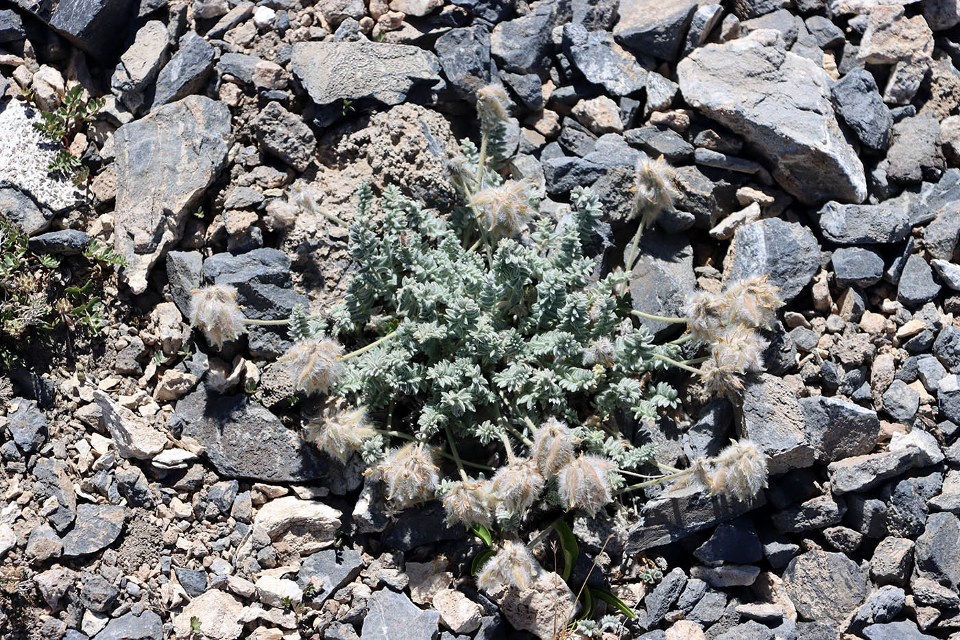 Изображение особи Oxytropis terekensis.