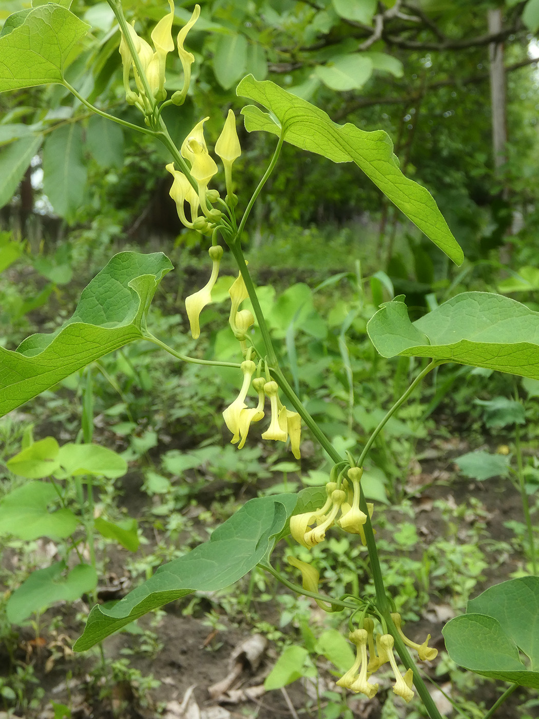 Image of Aristolochia clematitis specimen.