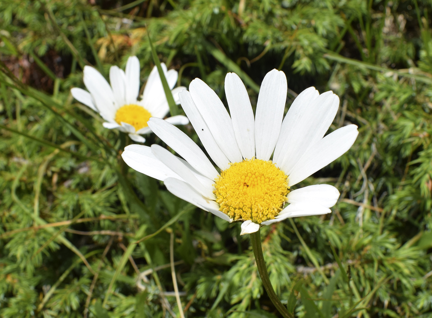 Изображение особи род Leucanthemum.