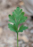 Papaver подвид gracile