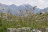 familia Poaceae. Верхушка цветущего растения. Карачаево-Черкесия, Урупский р-н, хр. Загедан, долина Ацгарских озёр, ≈ 2600 м н.у.м., в каменистом водотоке между средними озёрами. 09.08.2023.