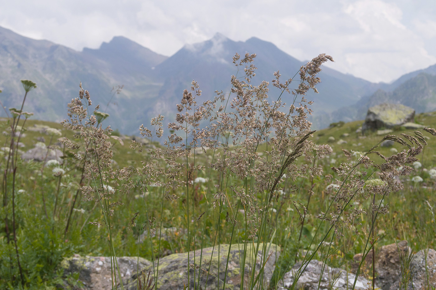 Изображение особи семейство Poaceae.