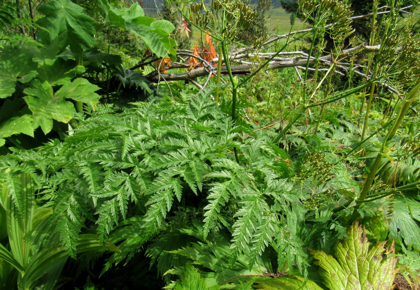 Image of Anthriscus sylvestris var. nemorosa specimen.