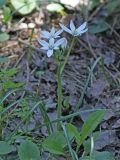 Ornithogalum kochii. Цветущее растение. Ростовская обл., Октябрьский р-н, окр. станицы Заплавская, пойменный лес. 24.04.2010.