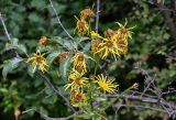 Inula macrophylla. Отцветающие соцветия. Киргизия, Джалал-Абадская обл., Западный Тянь-Шань, долина р. Афлатун, ≈ 1300 м н.у.м., прибрежные заросли кустарников. 11.07.2022.