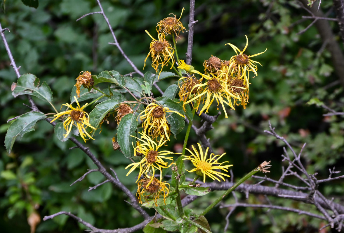 Image of Inula macrophylla specimen.