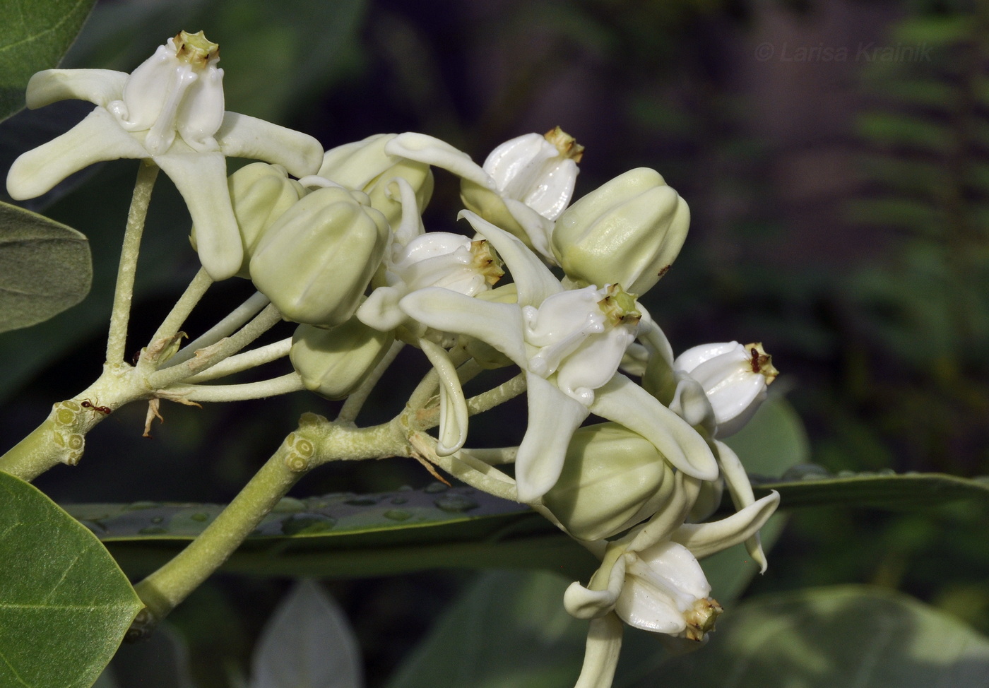 Image of Calotropis gigantea specimen.