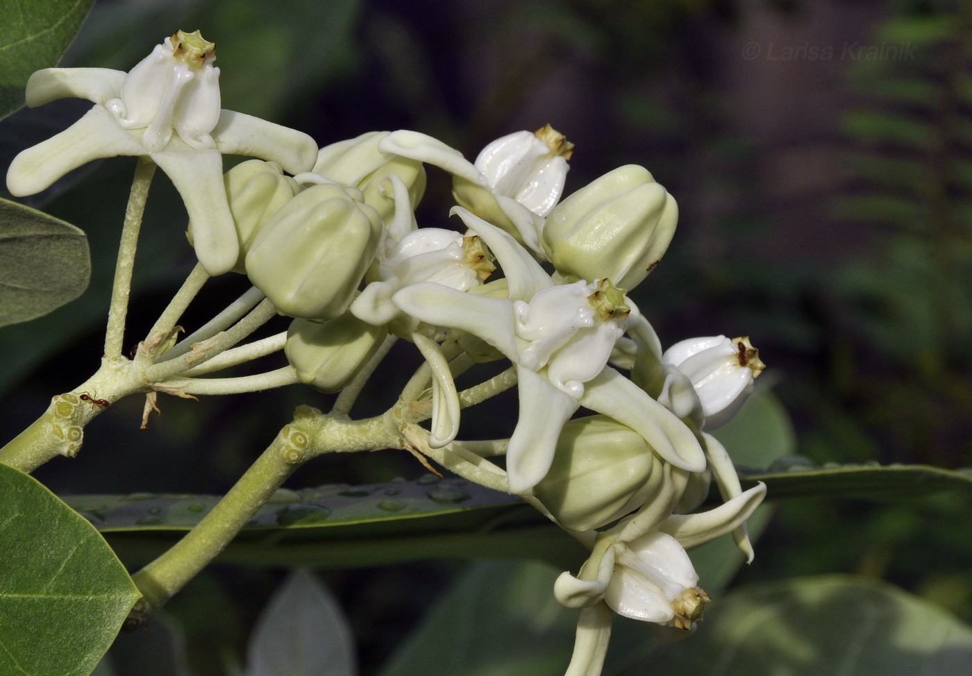 Изображение особи Calotropis gigantea.