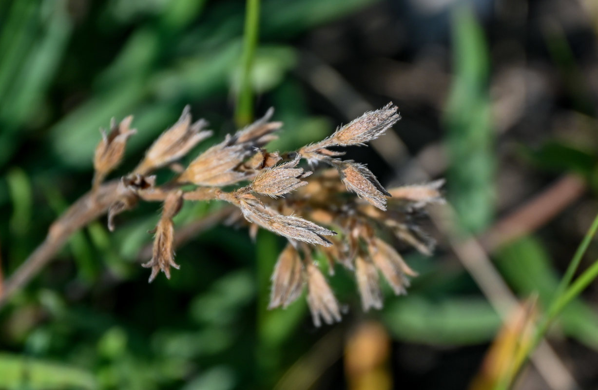 Image of Onosma simplicissima specimen.