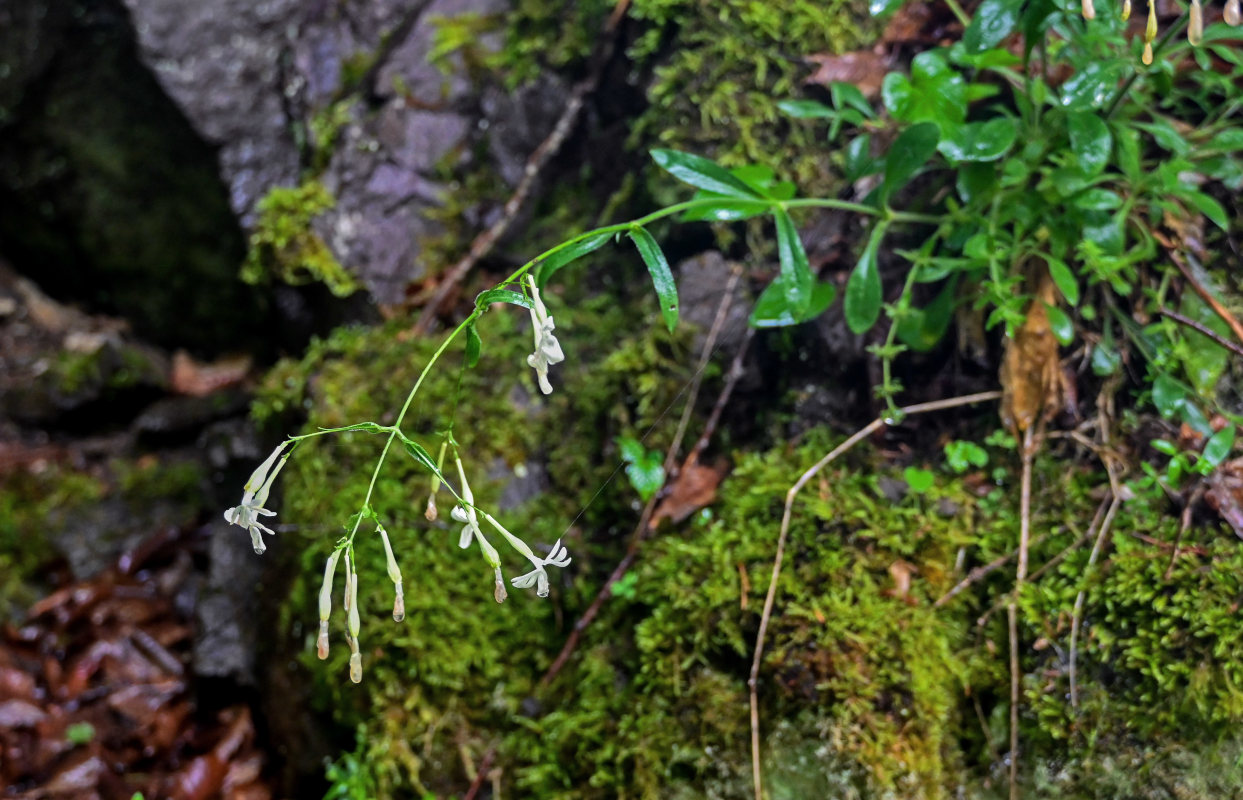 Image of Silene italica specimen.