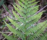 Athyrium filix-femina. Часть вайи. Пермский край, Кунгурский р-н, правый берег р. Сылва, ур. Камень Ермак, берёзово-сосновый лес, опушка. 11.06.2023.