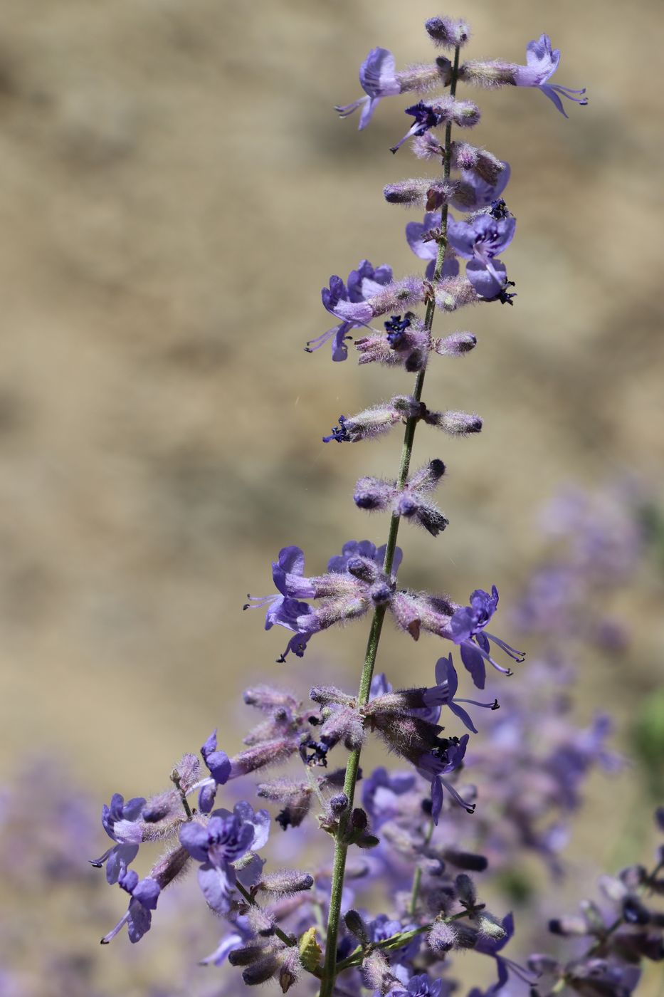 Image of Perovskia scrophulariifolia specimen.