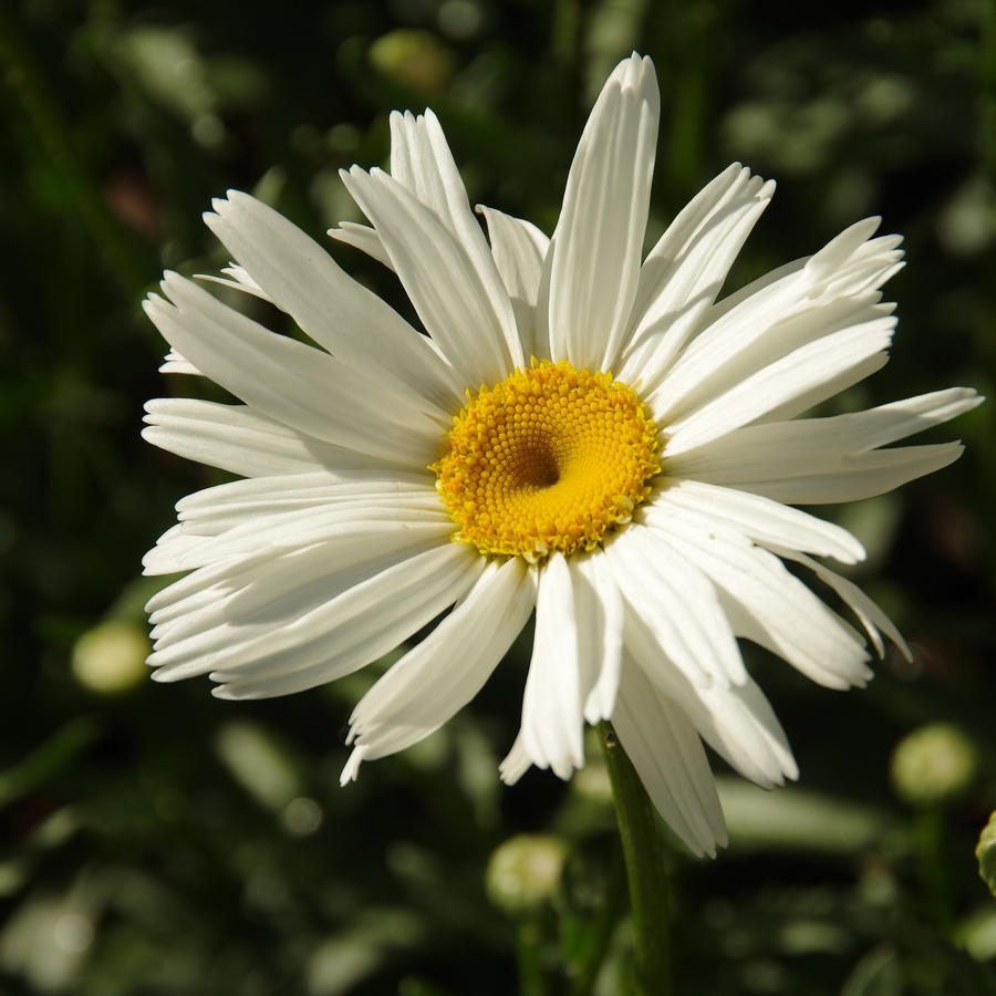 Image of Leucanthemum &times; superbum specimen.