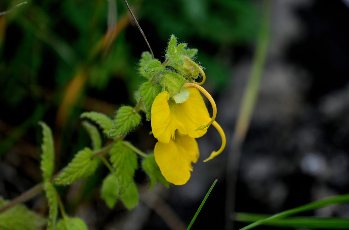 Изображение особи Rhynchocorys orientalis.