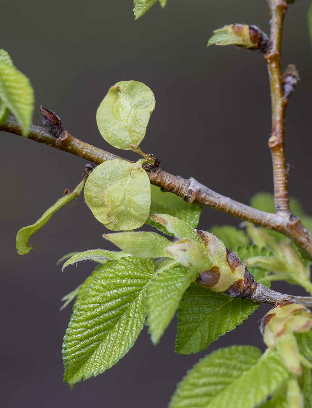 Image of Ulmus minor specimen.