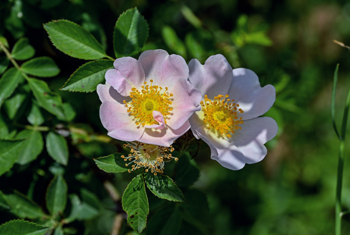 Изображение особи Rosa oxyodon.