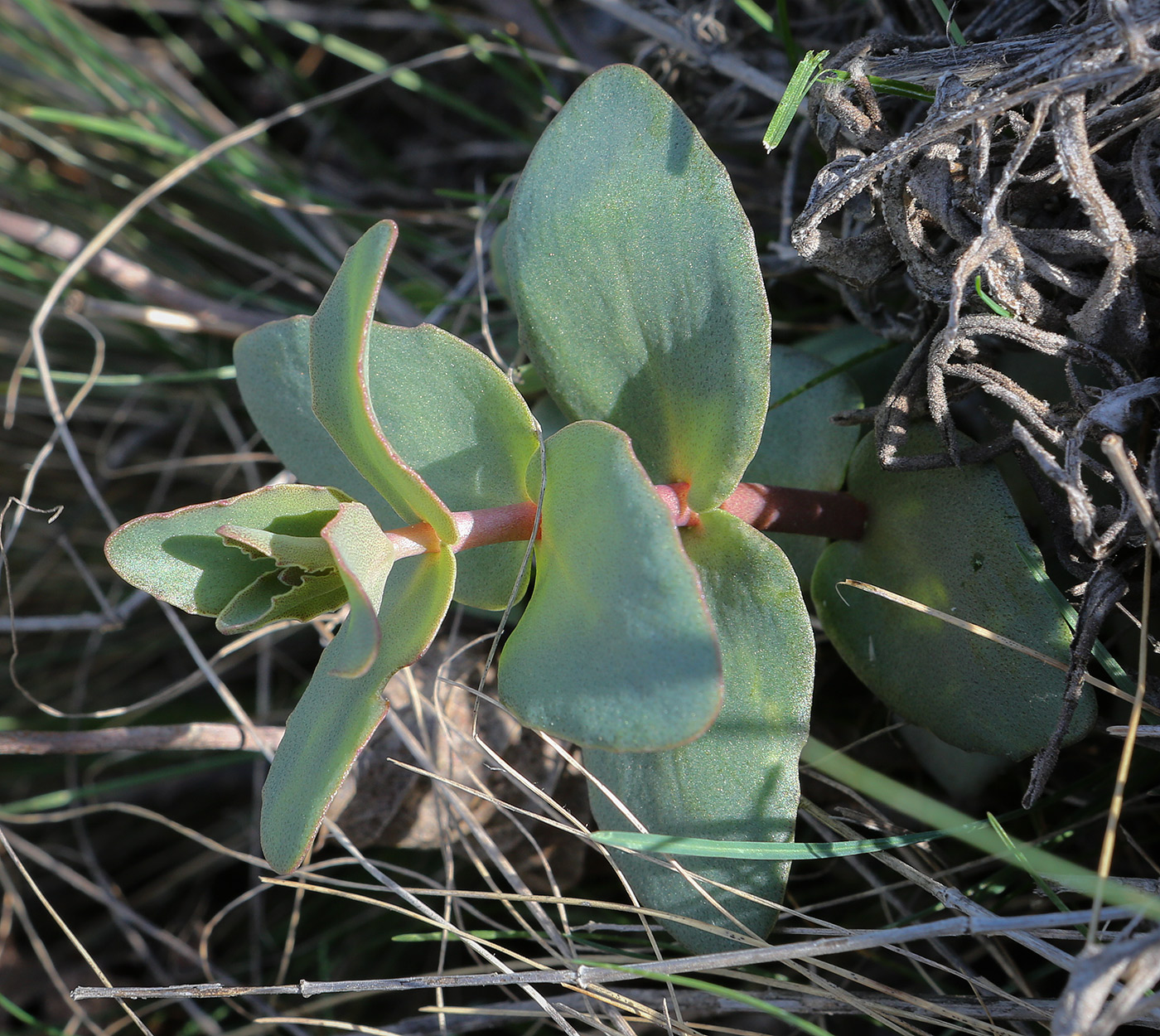 Изображение особи Hylotelephium stepposum.