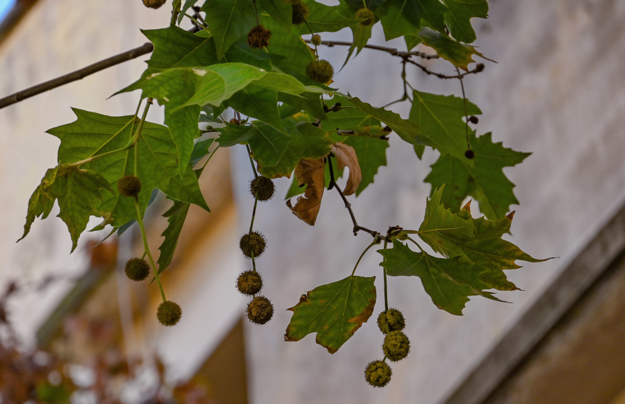 Изображение особи род Platanus.