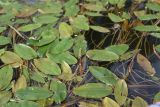 Potamogeton natans. Цветущее растение. Калужская обл., Боровский р-н, устье руч. Исьма, в воде. 3 июня 2024 г.