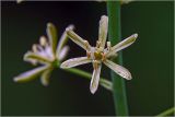 род Ornithogalum. Цветок. Московская обл., Раменский р-н, окр. дер. Хрипань, садовый участок. 18.06.2024.