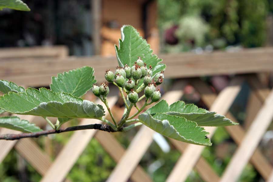 Изображение особи Sorbus intermedia.