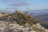 Juniperus deltoides