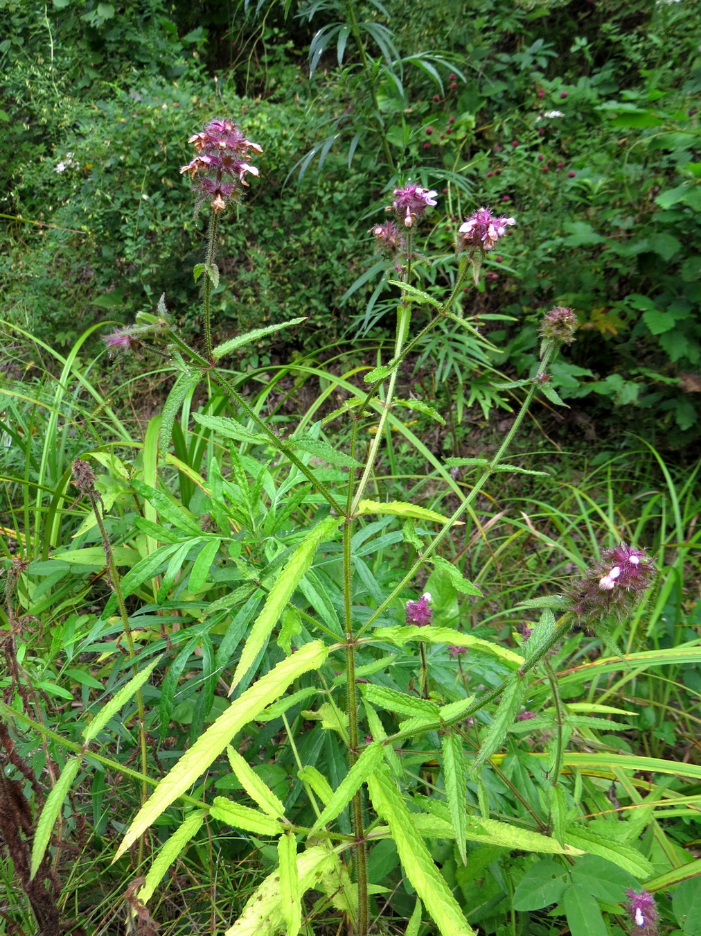 Image of Stachys aspera specimen.