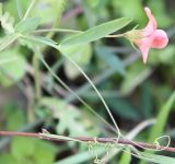 Lathyrus marmoratus. Лист и цветок. Израиль, г. Кирьят-Оно, пустырь. 17.02.2011.