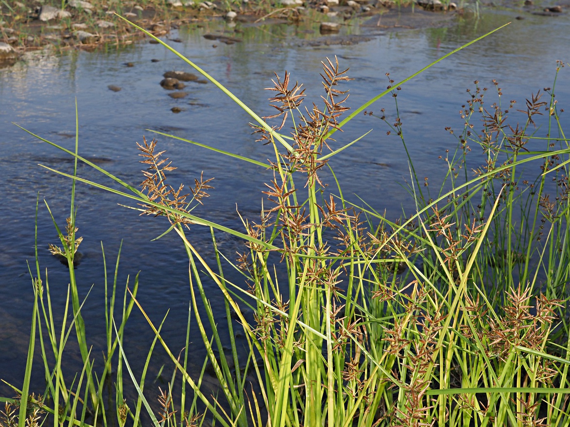 Изображение особи Juncellus serotinus.