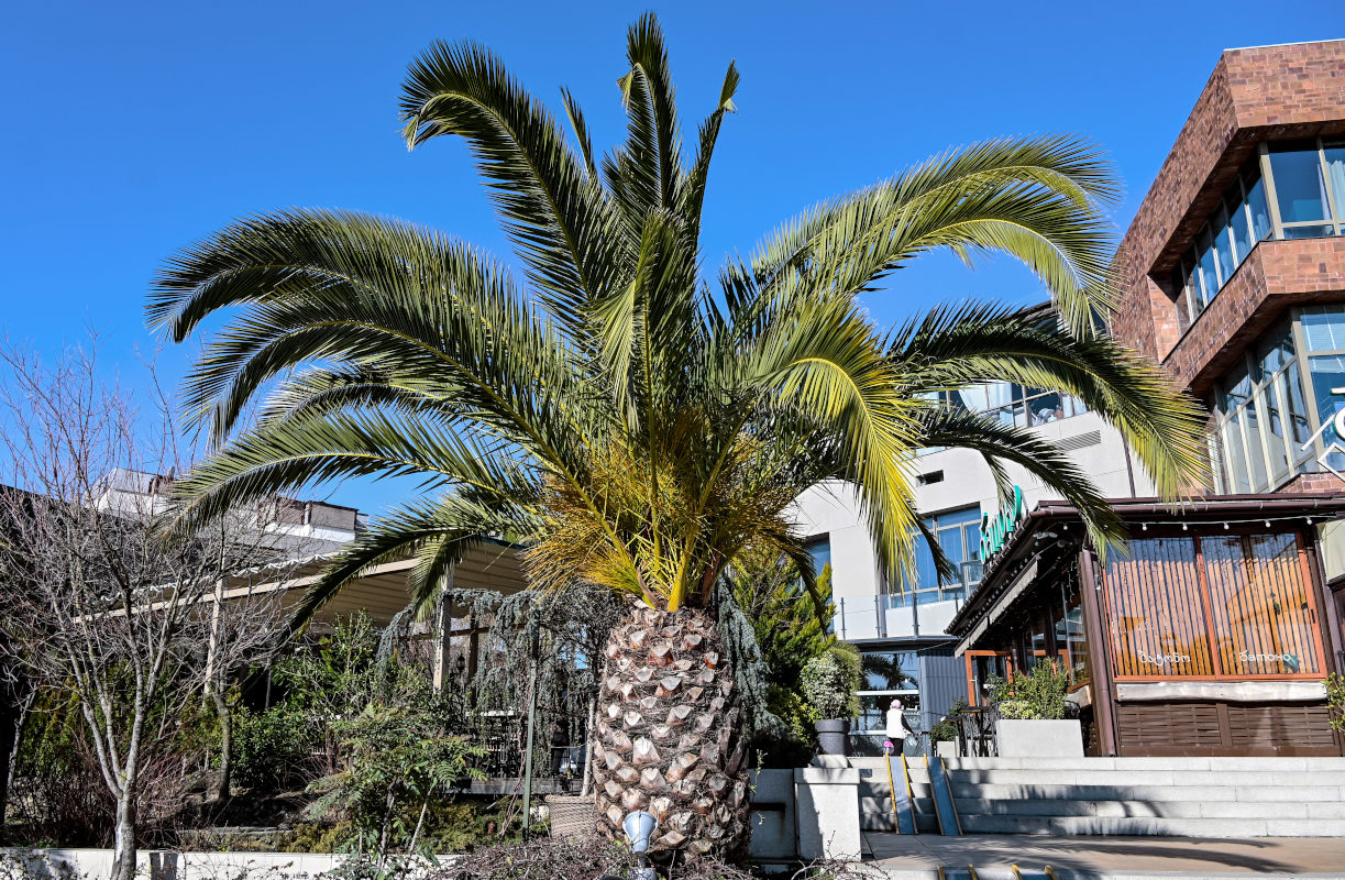 Image of Phoenix canariensis specimen.