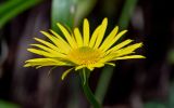 Doronicum orientale. Соцветие. Краснодарский край, Сочи, Хостинский р-н, Агурское ущ., широколиственный лес. 14.03.2025.