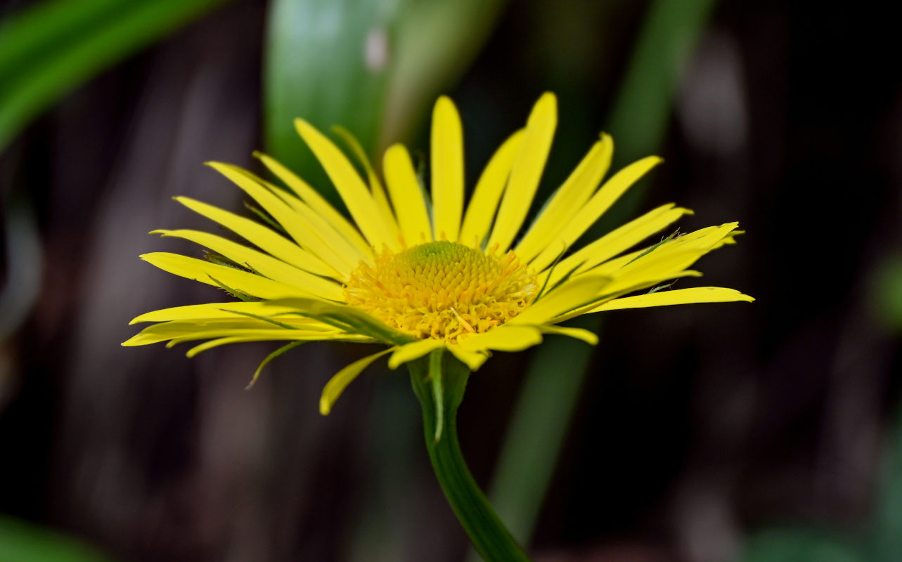 Image of Doronicum orientale specimen.