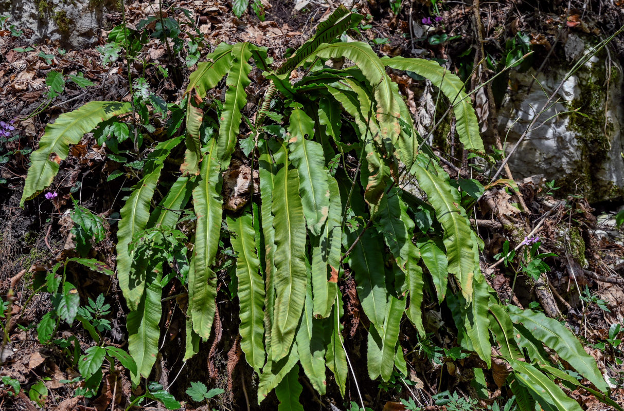 Image of Phyllitis scolopendrium specimen.