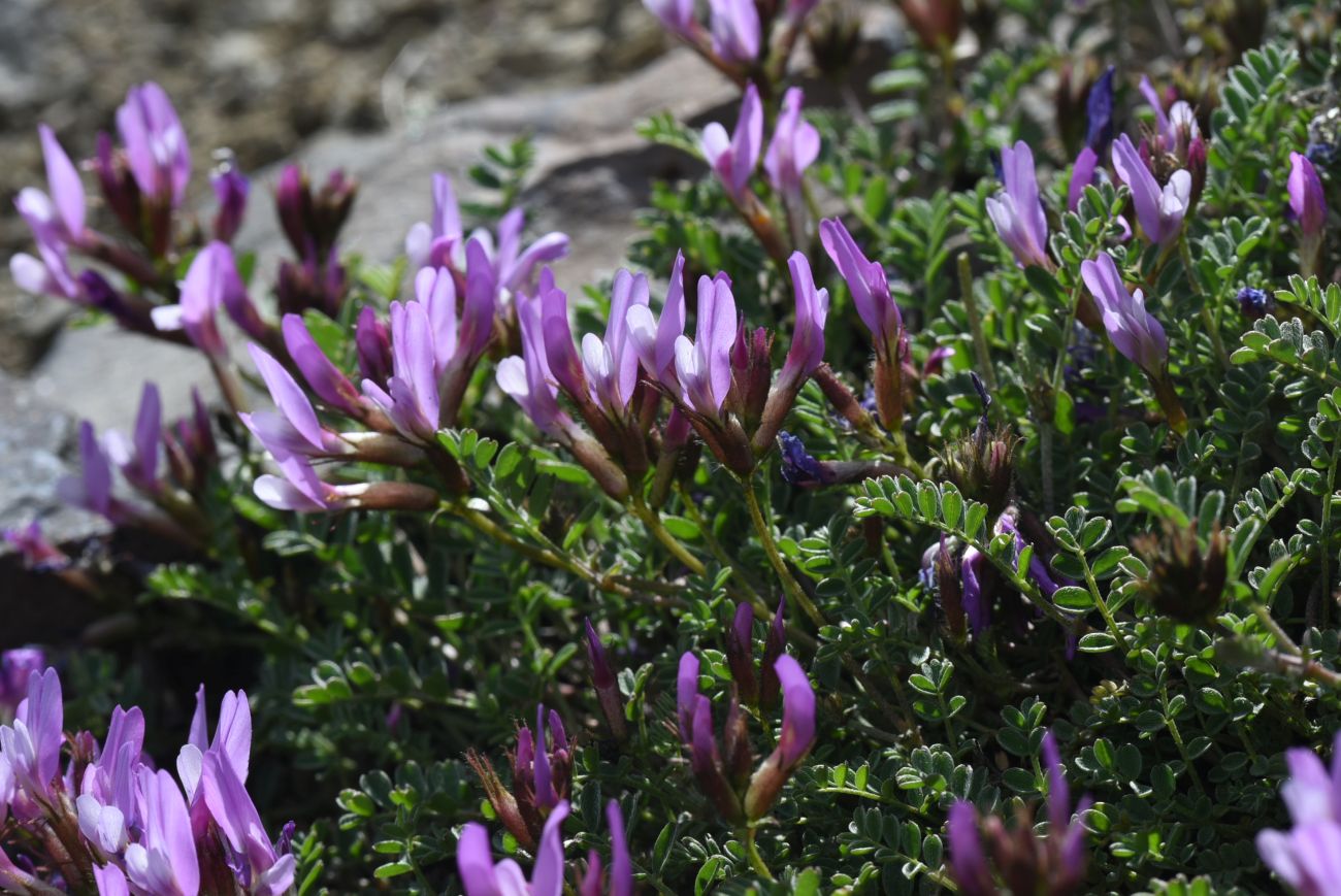 Image of genus Astragalus specimen.