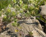 Trifolium lappaceum. Отцветающие растения. Краснодарский край, Крымский р-н, окр. станицы Неберджаевская, ур. Темрючки, у небольшого постоянного озерка на дне заброшенного карьера, на обломках мергеля. 06.06.2025.