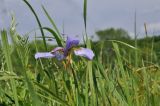 Iris sanguinea