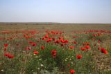 Papaver arenarium